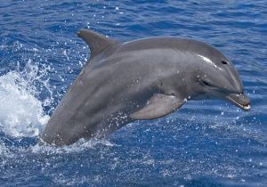 10 facts about bottlenose dolphins