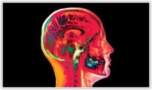 Your Amazing Brain!