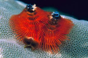 The Ocean’s Weirdest Creatures!