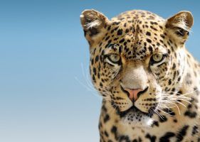 10 leopard facts!