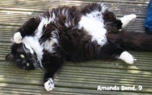 Purr-fect Match!
