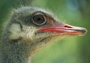 Ostrich facts!