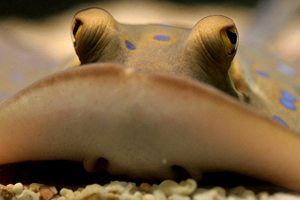 14 facts about stingrays!