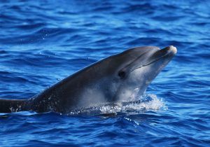 Escape to the Azores with Activities Abroad