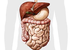 Human digestive system