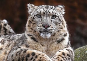 Chester Zoo’s Big Snow Leopard Quiz!